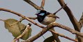 fairy wren2